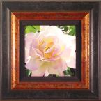 Single Pristine Rose